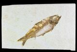 Fossil Fish Plate (Knightia) - Wyoming #108286-1